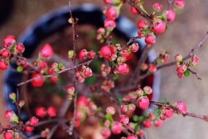 過年逛“花市”，這“3種”花要避開，買回家根本養(yǎng)不活！