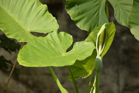 觀葉植物