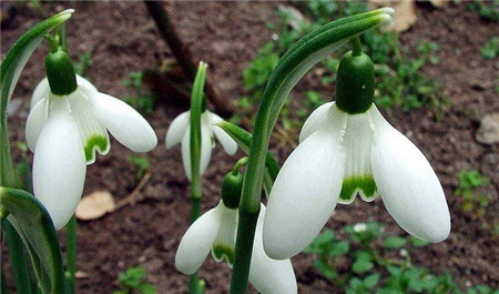 雪滴花的花語