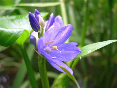 雨久花的花語