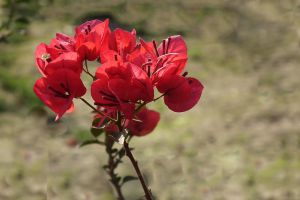 “三角梅”冬天這么養(yǎng)，零下也能冒“花苞”，花開滿盆都羨慕！