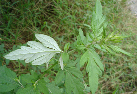 香草氣味防蚊蟲卻招蝴蝶