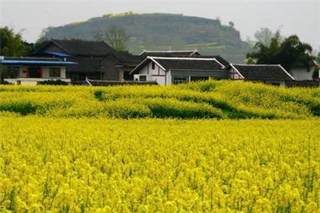 油菜花