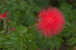 朱纓花的花語和象征代表意義