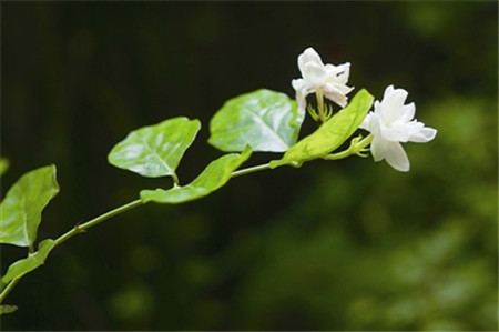 哪些花兒適合室內(nèi)擺放：茉莉花