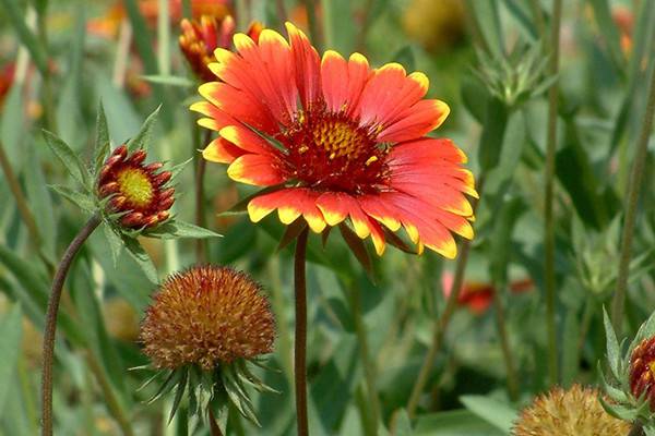 別離——六月菊的花詩(shī)花語(yǔ)