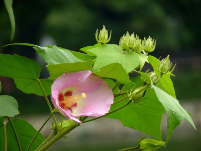 木芙蓉花