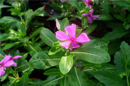 花盆質(zhì)量過輕的