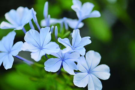 藍雪花