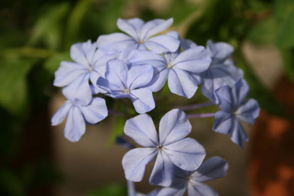 藍(lán)花丹的花語(yǔ)及傳說(shuō)