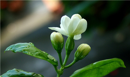 茉莉花不同的朵數(shù)代表的含義