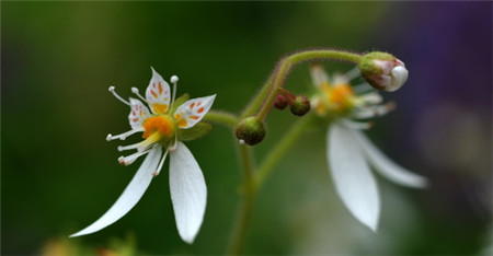 虎耳草的花語(yǔ)