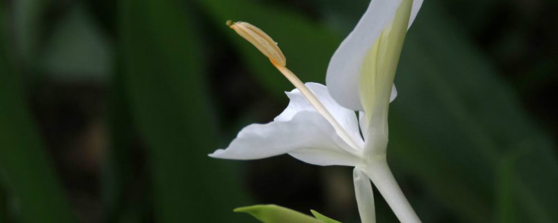 姜花適合在家庭養(yǎng)殖嗎，什么時候開花