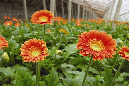 非洲菊(扶郎花) 神秘、興奮。