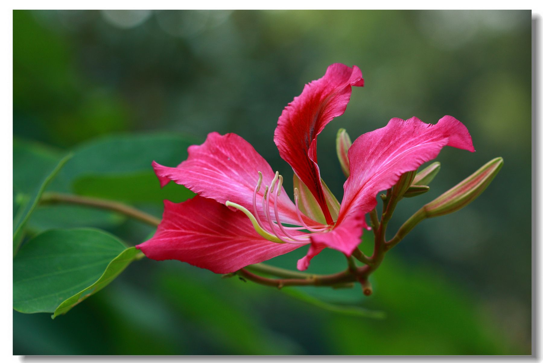 紫荊花