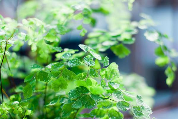 霧霾天氣，你家里養(yǎng)吸毒植物了嗎？