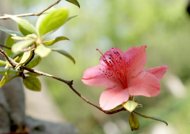 杜鵑花有毒，但可以入藥