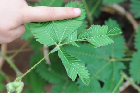 含羞草受到外界刺激會(huì)收縮