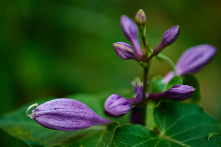 紫色玉簪花