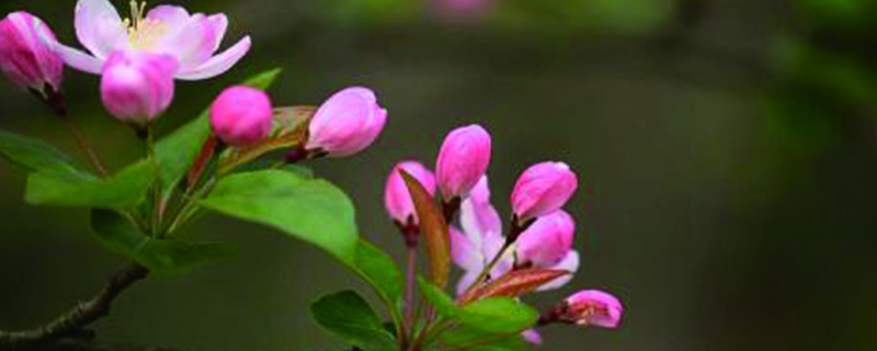 海棠花葉銹怎么辦，干葉是怎么回事