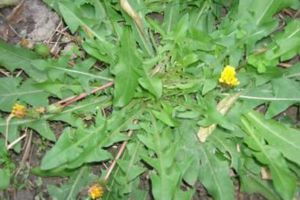 天冷就吃這種“野菜”，種子撒一把，30天長(zhǎng)成一盆