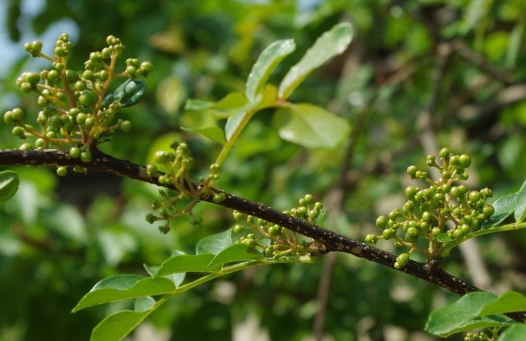 花椒樹