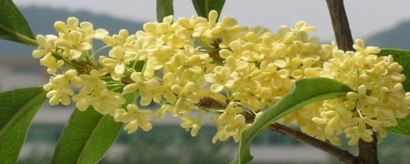 桂花幾月開