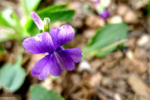 這種“花”，遇見之后別睬它，在醫(yī)生那里，它可是寶貝