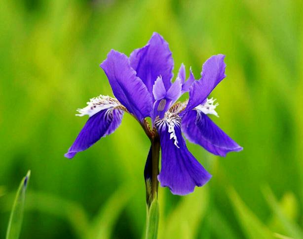 鳶尾花