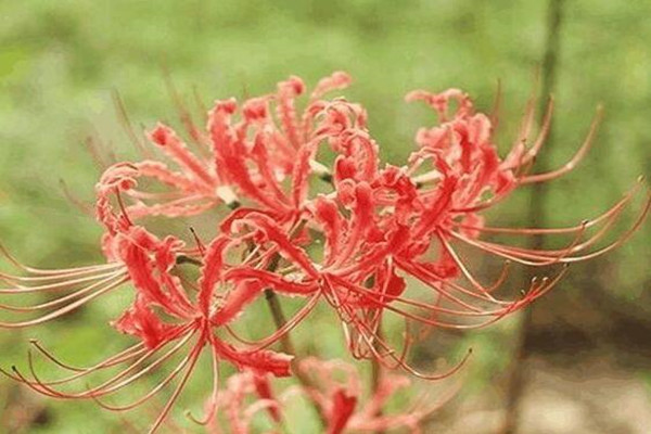 這花有花無葉，有葉無花，被稱作“死亡之花”！