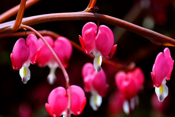 秋冬季節(jié)馬上來，家里養(yǎng)幾盆“凍不死”花卉，再冷也能賞花！