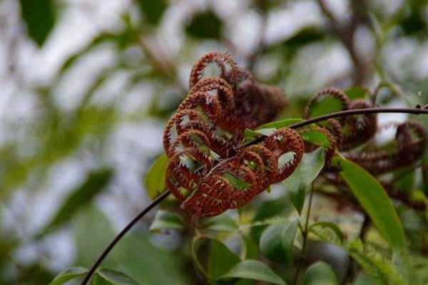 別看這種植物“丑”，市場(chǎng)上都搶不著，營(yíng)養(yǎng)比燕窩還高！