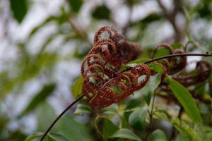 別看這種植物“丑”，市場(chǎng)上都搶不著，營養(yǎng)比燕窩還高！