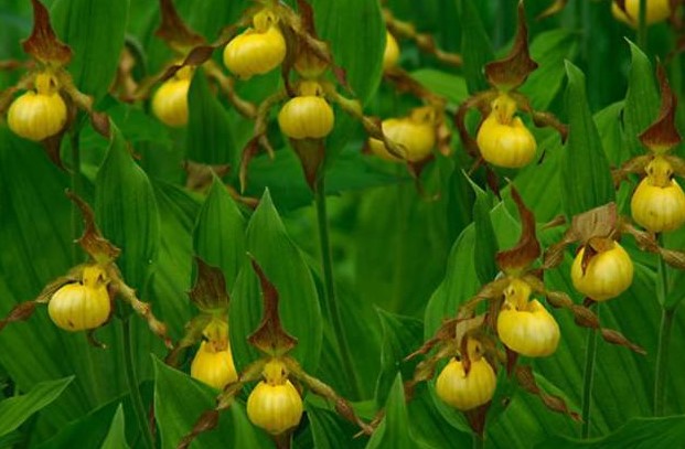 黃色女士拖鞋（植物）