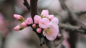 杏花和桃花的區(qū)別