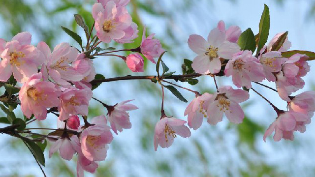 垂絲海棠和櫻花的區(qū)別