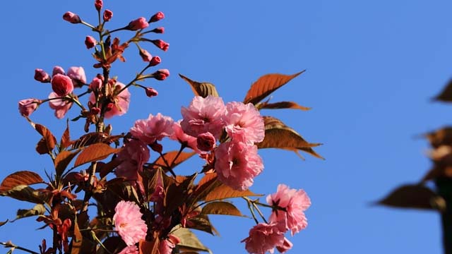 日本晚櫻和東京櫻花的區(qū)別