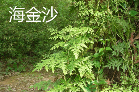 樹(shù)干