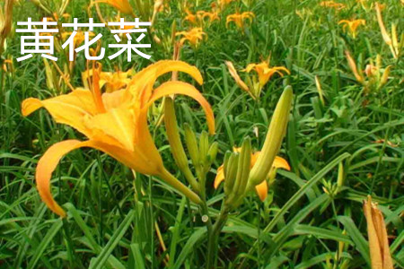 黃花菜