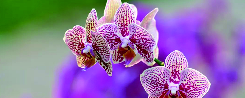 蝴蝶蘭開(kāi)花期怎么澆水