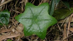 六角蓮和八角蓮的區(qū)別