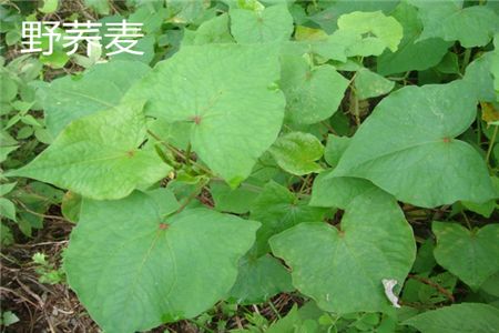 野蕎麥葉子