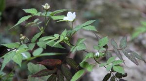 蓬蘽和覆盆子的區(qū)別