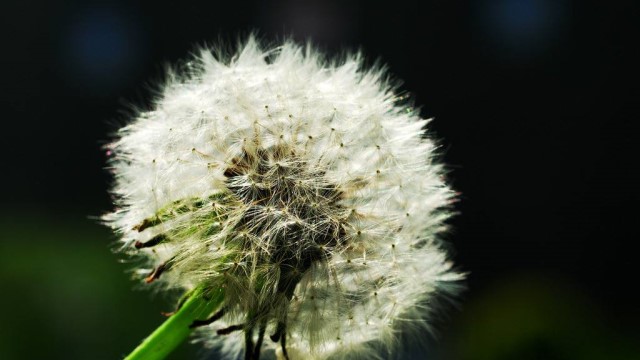 苦菊和蒲公英的區(qū)別