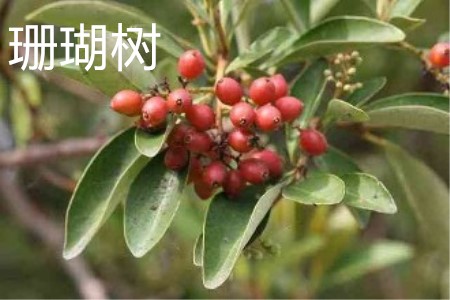 珊瑚樹(shù)