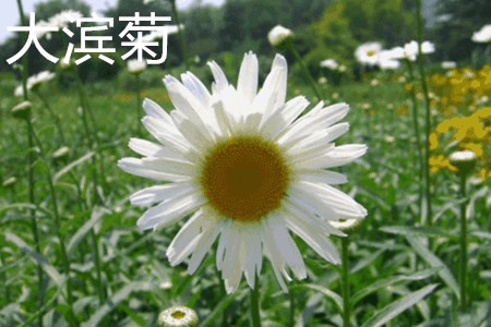 大濱菊，花.jpg