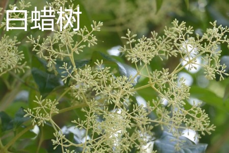 白蠟樹(shù)，花.jpg