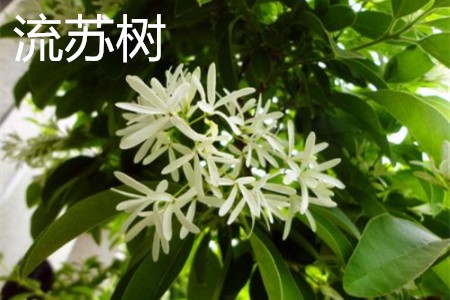 流蘇樹(shù)，花.jpg