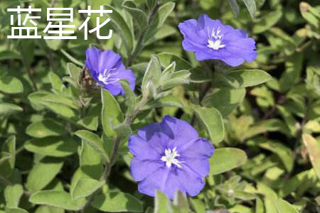 藍星花