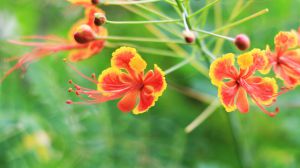 金鳳花和鳳凰花的區(qū)別